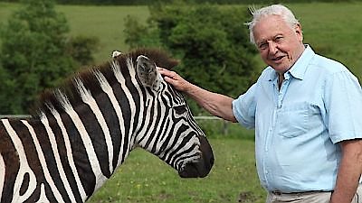 David Attenborough's Natural Curiosities Season 1 Episode 5