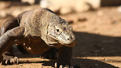 David Attenborough's Natural Curiosities Season 2 Episode 1