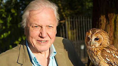 David Attenborough's Natural Curiosities Season 2 Episode 3