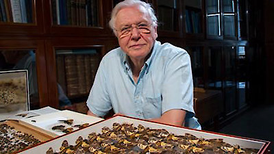 David Attenborough's Natural Curiosities Season 2 Episode 4