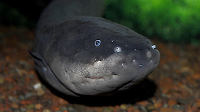 David Attenborough's Natural Curiosities Season 2 Episode 6