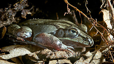 David Attenborough's Natural Curiosities Season 2 Episode 7