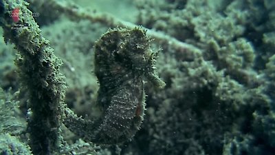 David Attenborough's Natural Curiosities Season 2 Episode 9