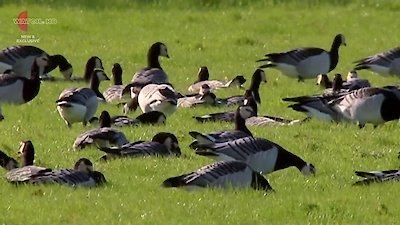 David Attenborough's Natural Curiosities Season 2 Episode 10