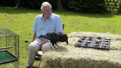 David Attenborough's Natural Curiosities Season 3 Episode 2