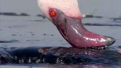 David Attenborough's Natural Curiosities Season 3 Episode 4