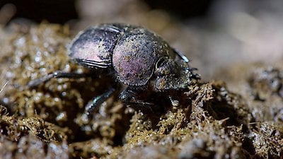 David Attenborough's Natural Curiosities Season 4 Episode 2