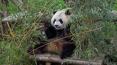 David Attenborough's Natural Curiosities Season 4 Episode 3