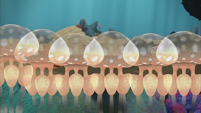 Splash and Bubbles Season 1 Episode 19