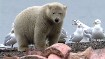 Expedition Wild Season 1 Episode 26