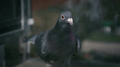 White Rabbit Project Season 1 Episode 3