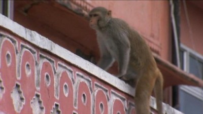 Rebel Monkeys Season 1 Episode 1