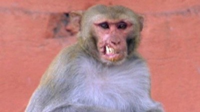 Rebel Monkeys Season 1 Episode 2