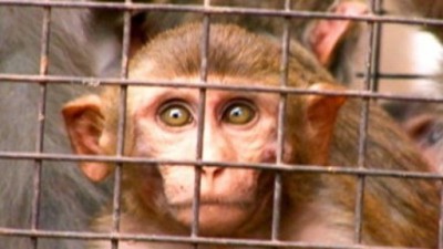 Rebel Monkeys Season 1 Episode 3