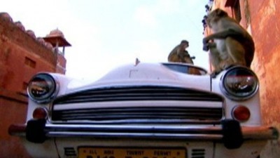 Rebel Monkeys Season 1 Episode 4