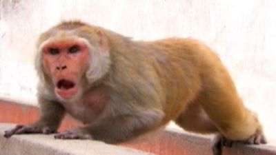 Rebel Monkeys Season 1 Episode 6