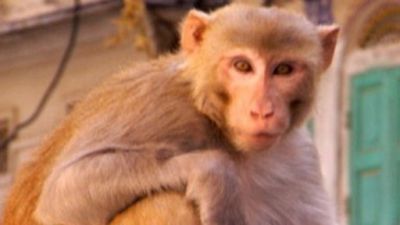 Rebel Monkeys Season 1 Episode 7