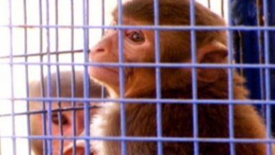 Rebel Monkeys Season 1 Episode 9