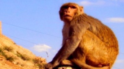 Rebel Monkeys Season 1 Episode 11