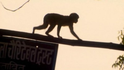 Rebel Monkeys Season 1 Episode 12