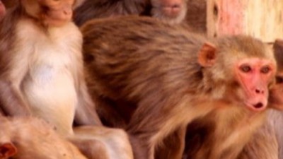 Rebel Monkeys Season 1 Episode 13