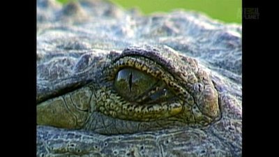 The Crocodile Hunter Season 4 Episode 14