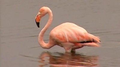 The Crocodile Hunter Season 3 Episode 1