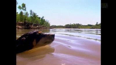 The Crocodile Hunter Season 2 Episode 1