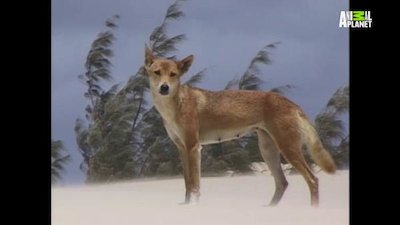 The Crocodile Hunter Season 2 Episode 5