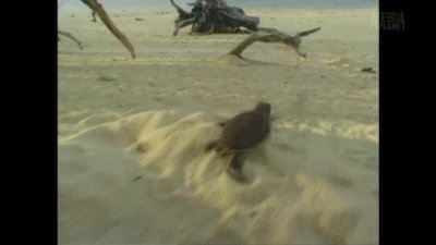 The Crocodile Hunter Season 2 Episode 6