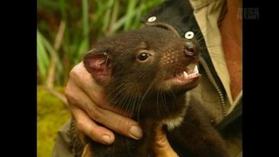 The Crocodile Hunter Season 2 Episode 7