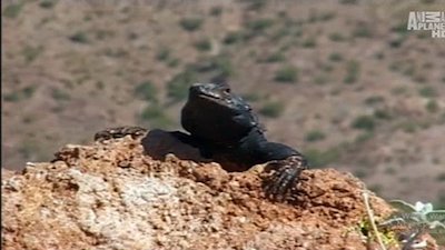 The Crocodile Hunter Season 1 Episode 8