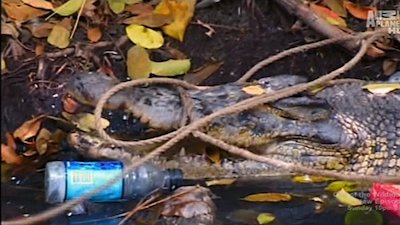 The Crocodile Hunter Season 1 Episode 11