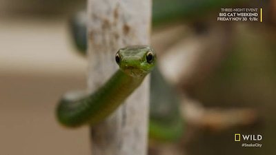 Snake City: Bites Back Season 3 Episode 4