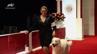 AKC National Championship Dog Show Season 1 Episode 1
