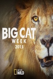 Big Cat Week 2015