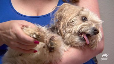 The Zoo Season 4 Episode 105