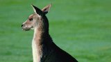 Sea Lion and Kangaroo