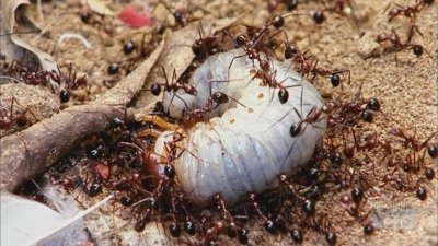 Buggin' with Ruud Season 1 Episode 7