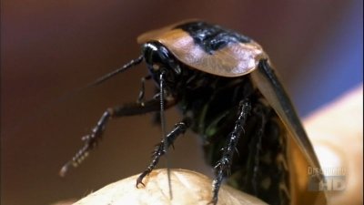 Buggin' with Ruud Season 1 Episode 11