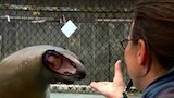 Cerebral Sea Lion