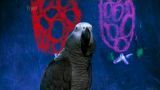 Bird Brainiac