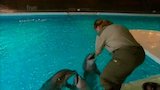 The Super Sonic Dolphin