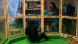Chimpan-Genius