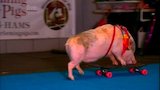 World's Smartest Pig