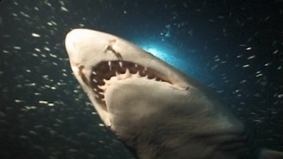 Shark Week Season 2000 Episode 4