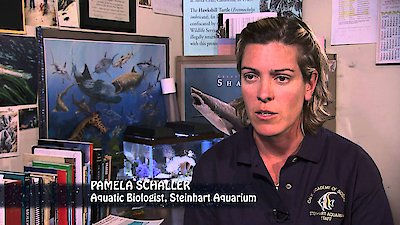 Shark Week Season 2003 Episode 2