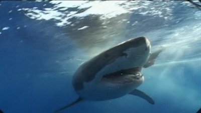 Shark Week Season 2003 Episode 7