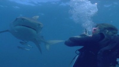 Shark Week Season 2004 Episode 6
