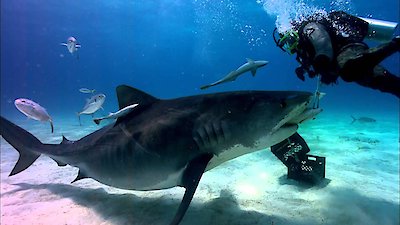 Shark Week Season 2011 Episode 6